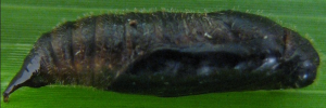 Pupae